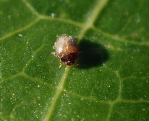 Stethorus pusillus